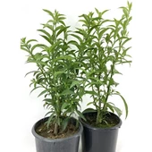 2 Adet 20-40 cm Kolonya Limon Çiçeği Akşam Gece Sefası Melisa - 1