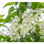 2 Adet 20-40 cm Kolonya Limon Çiçeği Akşam Gece Sefası Melisa - 3