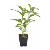 2 Adet 20-40 cm Kolonya Limon Çiçeği Akşam Gece Sefası Melisa - 2