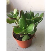 Crassula Şans Para Çiçeği Zenginlik Çiçeği Fidanı 25-30 Cm - 1