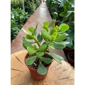 Crassula Ovata Para Çiçeği Fidanı 10-20 cm thumbnail 1