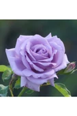 Lila Gül Fidanı 10-20 cm - 1