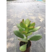Para Çiçeği Fidanı 10-20 cm - 1