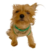 Camouflage Radar Atlet by Kemique Köpek Kıyafeti Köpek Atlet - 2