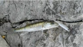 Lucky John Makora 3D Shad Tail 4'' Silikon Yem - 2