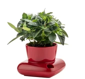 GRANDE HOME Poliwork Gala Dekoratif Tabaklı Saksı 3.5 Litre - 2