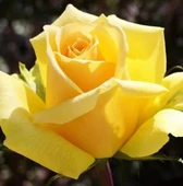 Sarı Gül Fidanı Saksıda - 1