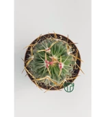 Echinofossulocactus Multicostatus Kaktüs Pembe Çiçekli Özel Tür Nadir Kaktüs 5.5 cm Saksida - 2