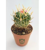 Echinofossulocactus Multicostatus Kaktüs Pembe Çiçekli Özel Tür Nadir Kaktüs 5.5 cm Saksida - 1