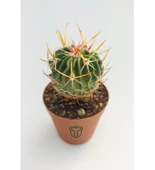 Echinofossulocactus Multicostatus Kaktüs Pembe Çiçekli Özel Tür Nadir Kaktüs 5.5 cm Saksida - 3