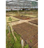 Echinofossulocactus Multicostatus Kaktüs Pembe Çiçekli Özel Tür Nadir Kaktüs 5.5 cm Saksida - 4