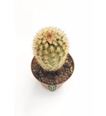 Echinocereus Pectinatus pembe çiçek açan kaktüs 5.5 cm saksıda - 2