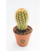 Echinocereus Pectinatus pembe çiçek açan kaktüs 5.5 cm saksıda - 1