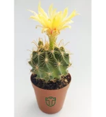 Thelocactus İdeas Çiçek Açan Kaktüs 5.5 cm Saksıda - 1