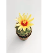 Thelocactus İdeas Çiçek Açan Kaktüs 5.5 cm Saksıda - 2