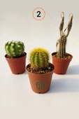 3 lü Kaktüs Set - Echinocereus Pectinatus, Thelocactus Ideas, Cereus Validus - 3