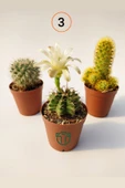 3 lü Kaktüs Set - Echinocereus Pectinatus, Thelocactus Ideas, Cereus Validus - 2