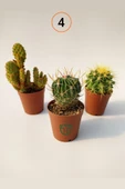 3 lü Kaktüs Set - Echinocereus Pectinatus, Thelocactus Ideas, Cereus Validus - 4