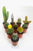 10 lu Kaktüs Set - Özel Türler - 5.5 cm Saksıda - 4