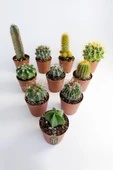 10 lu Kaktüs Set - Özel Türler - 5.5 cm Saksıda - 1