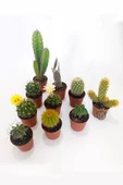 10 lu Kaktüs Set - Özel Türler - 5.5 cm Saksıda - 3