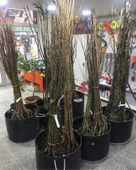 DUT 1 BEYAZ+1 SİYAH İRİ Meyva Fidanı +120 Cm, Açık Köklü Aşılı 3 yaşında thumbnail 5