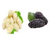 DUT 1 BEYAZ+1 SİYAH İRİ Meyva Fidanı +120 Cm, Açık Köklü Aşılı 3 yaşında thumbnail 1