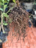 4 ADET( 2 ELMA+1 KİRAZ+1 ERİK) Meyva Fidanı +120 Cm, Açık Köklü Aşılı 3 yaşında thumbnail 9