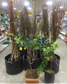 4 ADET( 2 ELMA+1 KİRAZ+1 ERİK) Meyva Fidanı +120 Cm, Açık Köklü Aşılı 3 yaşında thumbnail 7