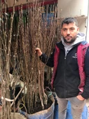 Amasya Çıtır Elma  Meyva Fidanı +120 Cm, Açık Köklü Aşılı 3 yaşında - 4