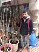 Amasya Çıtır Elma  Meyva Fidanı +120 Cm, Açık Köklü Aşılı 3 yaşında - 3