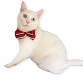 GC Silver Yılbaşı Kedi Papyonu - 1