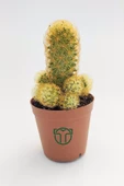 Mammillaria Elongata, Lady Finger, Sarı Dikenli Kaktüs, Bol Yavrulu - 1