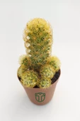 Mammillaria Elongata, Lady Finger, Sarı Dikenli Kaktüs, Bol Yavrulu - 2