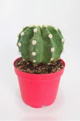 Echinopsis Subdenudata Özel Tür Kaktüs 8.5 cm Kırmızı Saksıda Tekli - 1