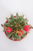 Thelocactus Ideas - Sari Çicek Acan Kaktus - Tohum Kapsüllü - 8.5 cm Kırmızı Saksıda Tekli Kaktüs - 3