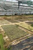 Thelocactus Ideas - Sari Çicek Acan Kaktus - Tohum Kapsüllü - 8.5 cm Kırmızı Saksıda Tekli Kaktüs - 4