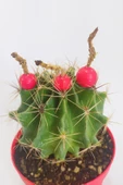 Thelocactus Ideas - Sari Çicek Acan Kaktus - Tohum Kapsüllü - 8.5 cm Kırmızı Saksıda Tekli Kaktüs - 2