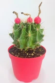 Thelocactus Ideas - Sari Çicek Acan Kaktus - Tohum Kapsüllü - 8.5 cm Kırmızı Saksıda Tekli Kaktüs - 1