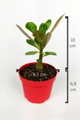 Çöl Gülü Adenium Obesum 8,5 cm Kırmızı Saksıda Caudex Bonsai - 3