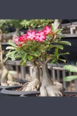 Çöl Gülü Adenium Obesum 8,5 cm Kırmızı Saksıda Caudex Bonsai - 4