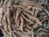 Doğal Kızıl Dal Darı Kuş Yemi 500Gr (Min:10cm-Max:20cm Uzunluk) - 2