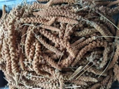Doğal Kızıl Dal Darı Kuş Yemi 500Gr (Min:10cm-Max:20cm Uzunluk) - 3