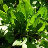 Doğal Kuzu Kulağı (Ekşi Kulak) Fidesi (5 Adet) - 2