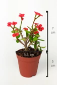 Dikenler Tacı Euphorbia Miili MİNİ Kırmızı Çiçekli Kaktüs Kral Tacı Dikenli Taç 5.5 cm Saksıda Özel - 4