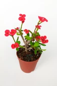 Dikenler Tacı Euphorbia Miili MİNİ Kırmızı Çiçekli Kaktüs Kral Tacı Dikenli Taç 5.5 cm Saksıda Özel - 2