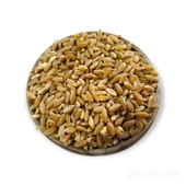 Hanımelipetstore Çimlendirmelik Organik Buğday 1 Kg - 5