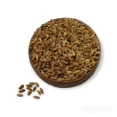 Hanımelipetstore Çimlendirmelik Organik Buğday 1 Kg - 1
