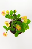 Nadir Bulunan Ebruli Çiçekli Dikenler Tacı Euphorbia Miili MİNİ Kaktüs Kral Tacı Dikenli Taç 5.5 cm - 3