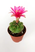 Gymnocalycium Baldianum Göz Alıcı Pembe Çiçekli Özel Tür Kaktüs - 2